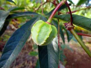 Forêt Jacques Payet - Fruit du manioc