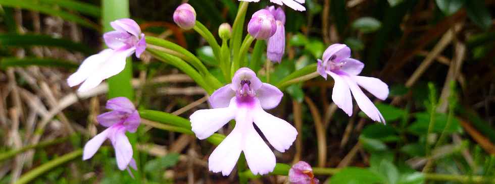 Forêt Jacques Payet - Cynorkis fastigiata Thouars, orchidée indigène, au bord du sentier
