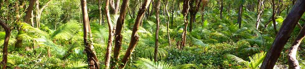 Forêt Jacques Payet - Plantation de palmistes