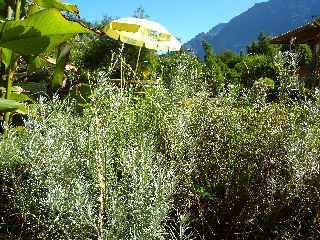 Jardin botanique du Piton Btoum - Cilaos (Bras Sec) - Curry