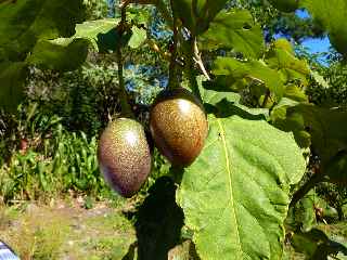 Jardin botanique du Piton Btoum - Cilaos (Bras Sec) - Tomate arbuste