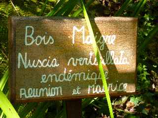 Bois Maigre - Jardin botanique du Piton Bétoum - Cilaos (Bras Sec) -