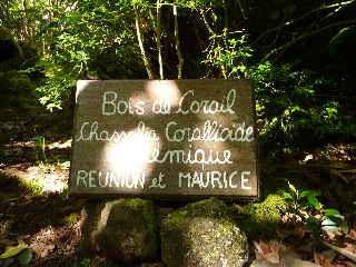 Bois de Corail - Jardin botanique du Piton Bétoum - Cilaos (Bras Sec) -