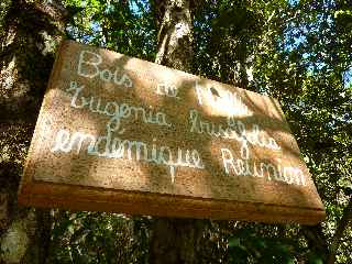 Bois de Nèfle - Jardin botanique du Piton Bétoum - Cilaos (Bras Sec) -