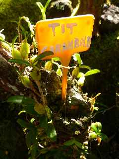 Tit Carambole (orchide) - Jardin botanique du Piton Btoum - Cilaos (Bras Sec) -