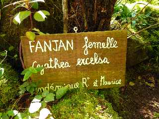 Fanjan femelle - Jardin botanique du Piton Bétoum - Cilaos (Bras Sec) -