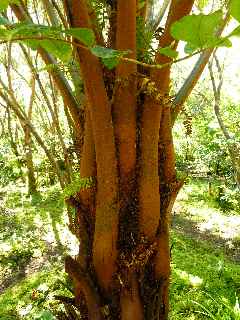 Fanjan femelle - Jardin botanique du Piton Btoum - Cilaos (Bras Sec) -