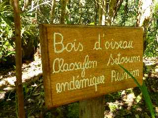 Bois d'oiseau - Jardin botanique du Piton Bétoum - Cilaos (Bras Sec) -
