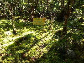 Tapis de mousses - Jardin botanique du Piton Bétoum - Cilaos (Bras Sec) -