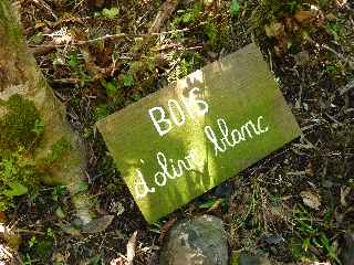 Bois d'olive blanc - Jardin botanique du Piton Bétoum - Cilaos (Bras Sec) -