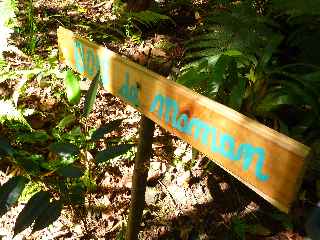 Bois de maman - Jardin botanique du Piton Bétoum - Cilaos (Bras Sec) -