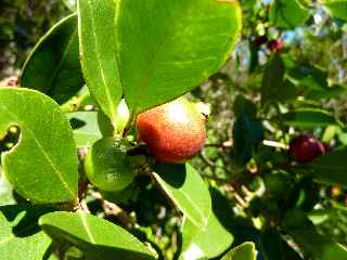 Goyaviers - Jardin botanique du Piton Btoum - Cilaos (Bras Sec) -