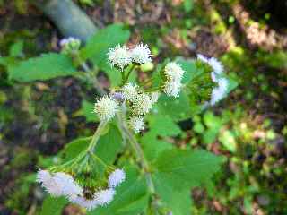 Cilaos - Jardin du Piton Btoum -