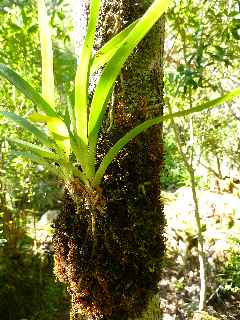 Orchide - Cilaos - Jardin du Piton Btoum -