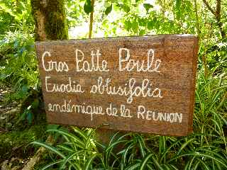Gros patte Poule - Jardin botanique du Piton Bétoum - Cilaos (Bras Sec) -