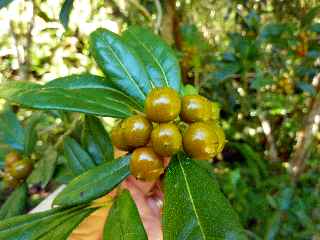 Joli Coeur - Jardin botanique du Piton Btoum - Cilaos (Bras Sec) -