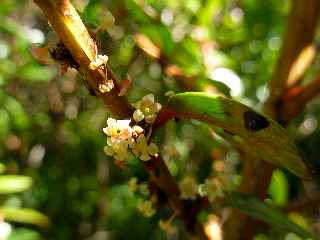 Cilaos - Jardin du Piton Btoum -