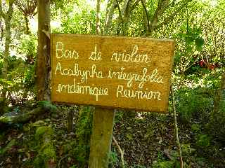 Bois de violon - Jardin botanique du Piton Bétoum - Cilaos (Bras Sec) -