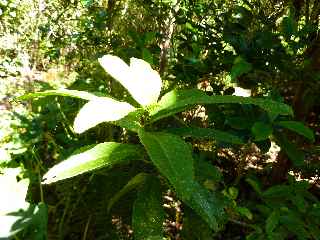 Bois de violon - Jardin botanique du Piton Btoum - Cilaos (Bras Sec) -