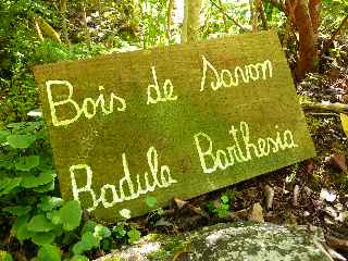 Bois de Savon - Jardin botanique du Piton Bétoum - Cilaos (Bras Sec) -