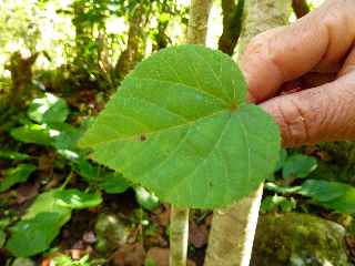 Feuille de Dombeya Ciliata - Jardin botanique du Piton Btoum - Cilaos (Bras Sec) -