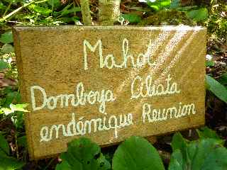 Mahot Dombeya Ciliata - Jardin botanique du Piton Bétoum - Cilaos (Bras Sec) -