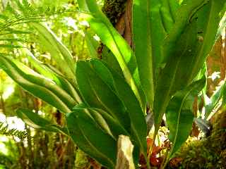 Fougre Langue de chat - Jardin botanique du Piton Btoum - Cilaos (Bras Sec) -