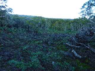 Sentier du Gte des Tamarins au Grand Bnare -  Coupe-feu