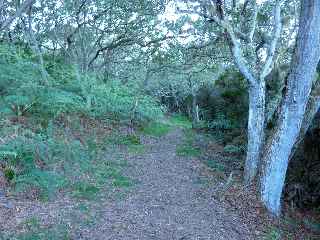 Sentier du Gte des Tamarins au Grand Bnare -  Sous les tamarins