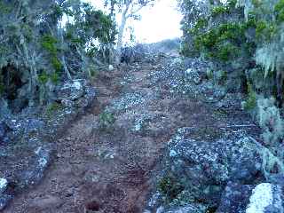 Sentier du Gte des Tamarins au Grand Bnare -  Branles