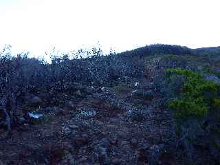 Sentier du Gîte des Tamarins au Grand Bénare -  Dalles volcaniques