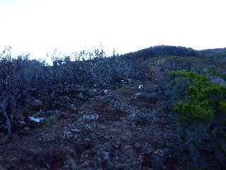 Sentier du Gte des Tamarins au Grand Bnare -  Dalles volcaniques