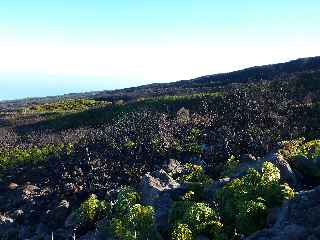 Sentier du Gte des Tamarins au Grand Bnare -  Vue vers le Mado