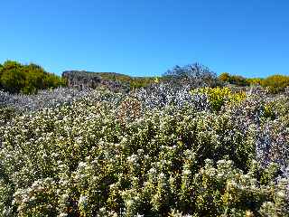 Sentier du Gte des Tamarins au Grand Bnare -  Grand Bord