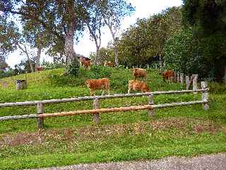 Bovins prs de la route forestire des Tamarins nord