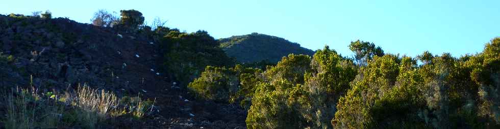 Sentier du Gte des Tamarins au Grand Bnare -  Vers la Glacire