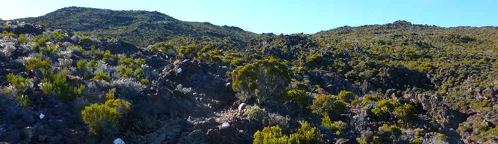 Sentier du Gte des Tamarins au Grand Bnare -  Intersection vers le Piton Rouge