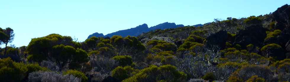 Sentier du Gte des Tamarins au Grand Bnare -  Massif des Salazes