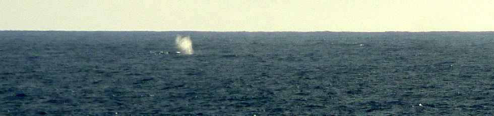 Large de la Pointe du Diable - Juillet 2011 - Souffle de baleine