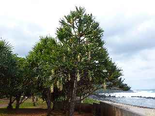 Plage de Grande Anse - houle du 3 août 2011 - Vacoa mâle en fleurs