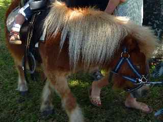 St-Philippe - Aot 2011 - Fte du vacoa - Cavaliers du Saud Sauvage