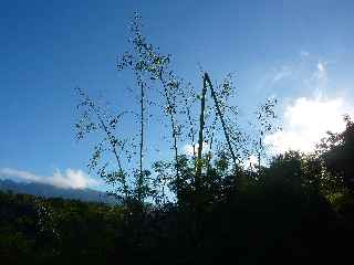 Chocas - Sentier La Corde - Association Ti Karti de Bois d'Olives