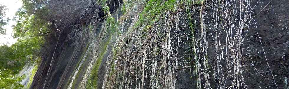 Sentier La Corde - Association Ti Karti de Bois d'Olives