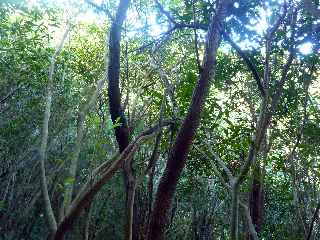 Espace Naturel Sensible du Piton Mont Vert - Jamrosats  et Bois de Rempart
