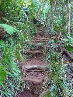 Espace Naturel Sensible du Piton Mont Vert - Monte vers le sommet