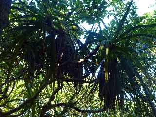 Espace Naturel Sensible du Piton Mont Vert - Pandanus Sylvestris