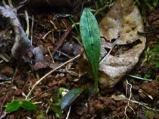Espace Naturel Sensible du Piton Mont Vert -  Orchidée Oeceoclades monophylla  juvénile