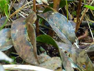 Espace Naturel Sensible du Piton Mont Vert -  Orchide Oeceoclades monophylla aprs floraison