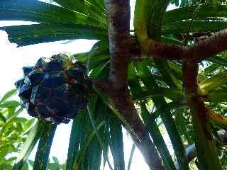 Espace Sensible Naturel du Piton de Mont Vert - Pandanus sylvestris