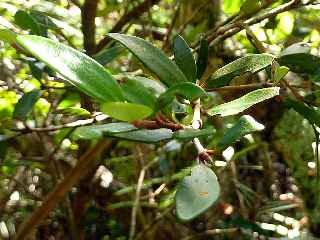 Espace Sensible Naturel du Piton de Mont Vert - Bois de nèfles à petites feuilles
